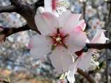 foto de la flor del almendro con tama�o de 160 X 120; ver distintas medidas disponibles a la derecha